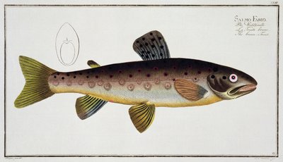 Bruine forel (Salmo Iasustris) plaat XXIII uit 